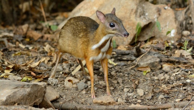 MouseDeer